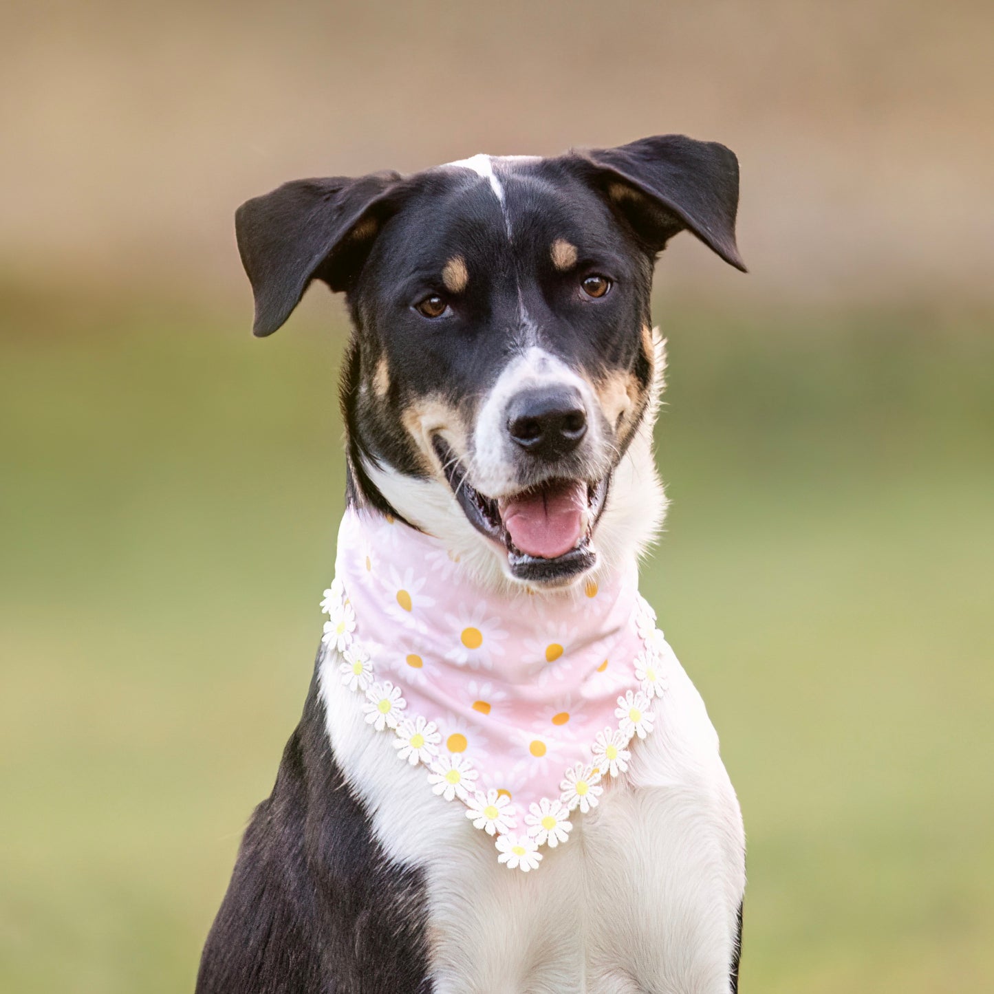 Daisy (Pink)