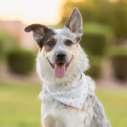 Daisy (Dusty Blue)