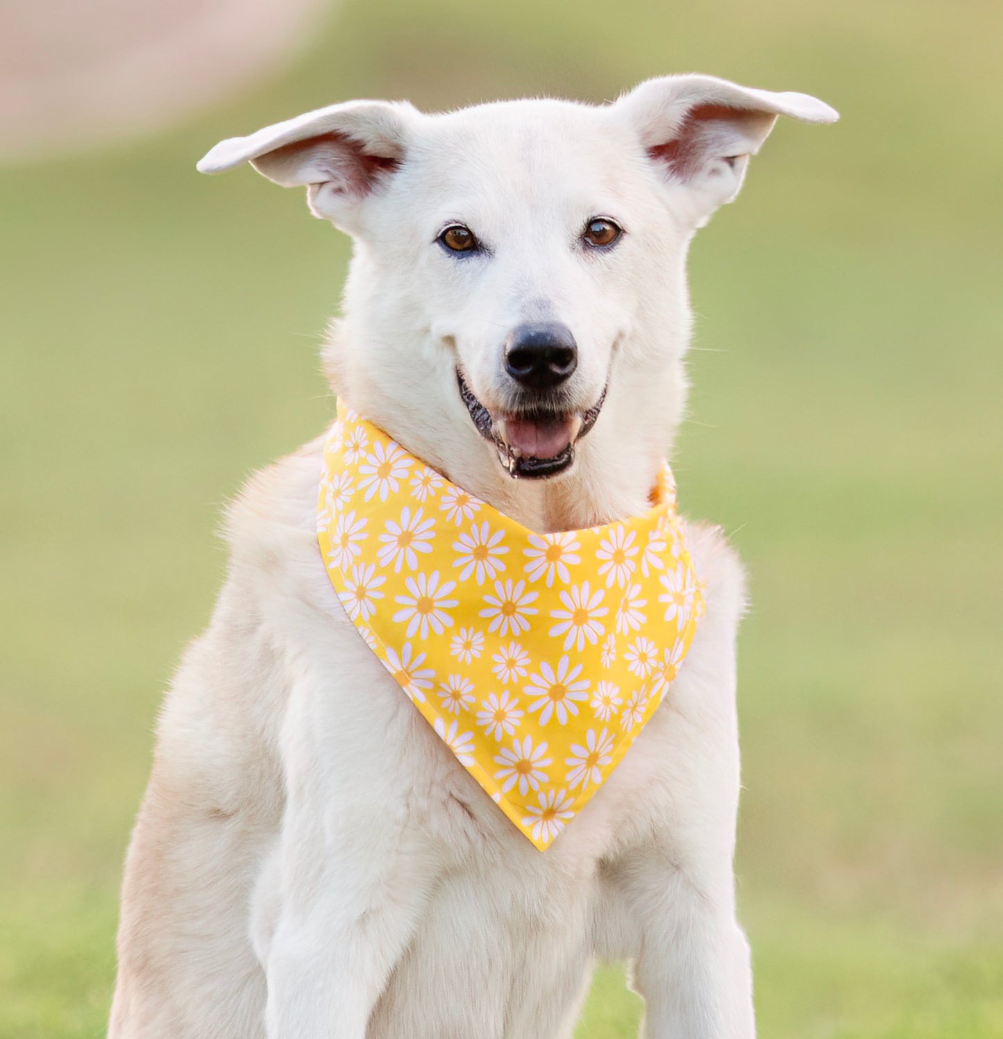 Daisy (Yellow)
